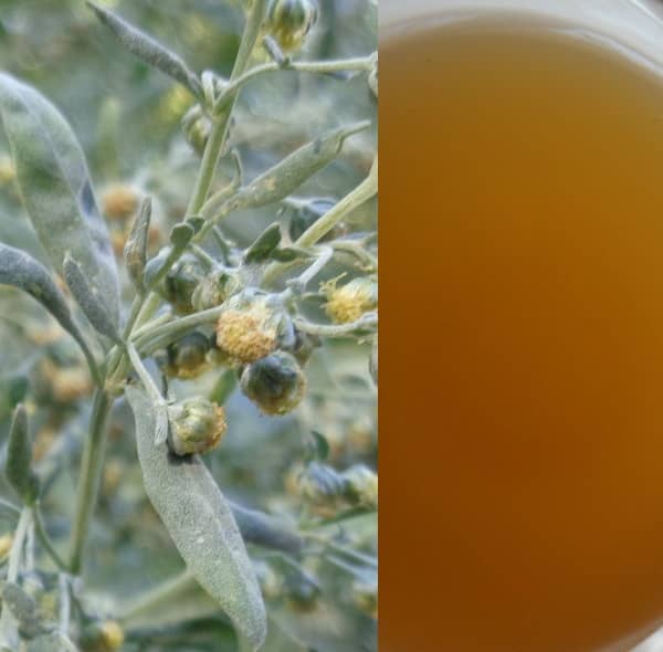 Pelyňkový čaj (pelyněk čaj)