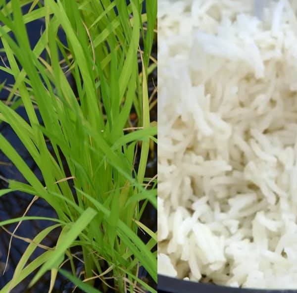 Rýže a zdraví (rýže účinky)