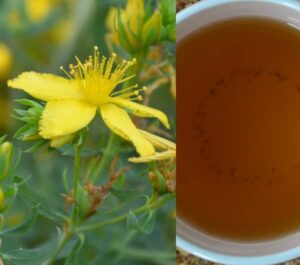 Čaj z třezalky (třezalka tečkovaná čaj, třezalka čaj)