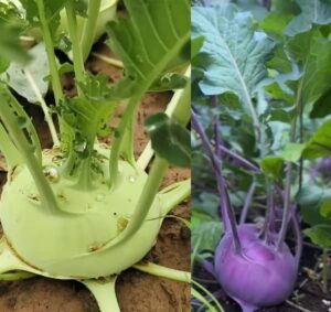 Kedlubna a zdraví (kedluben a zdraví. kedlubna účinky)