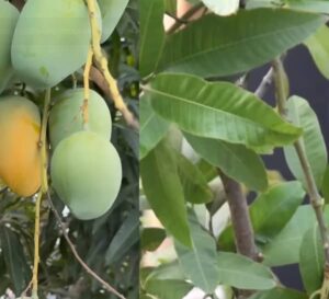 Mango pěstování (mango pěstování z pecky)