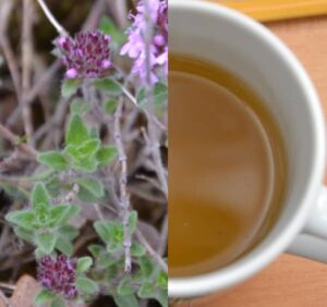 Čaj z mateřídoušky (mateřídouškový čaj)