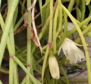 Rhipsalis pěstování