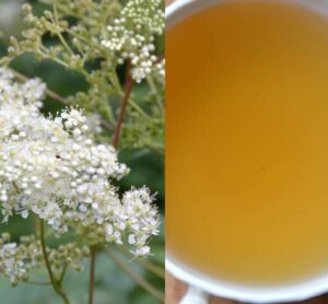 Tužebník jilmový čaj (tužebník čaj)