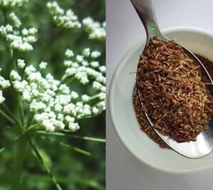 Anýz pěstování (pěstování anýzu)