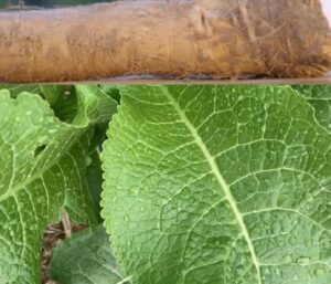 Křen a zdraví (křen účinky)