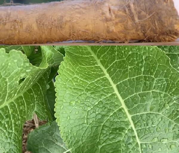 Křen a zdraví (křen účinky, křen a jeho účinky)