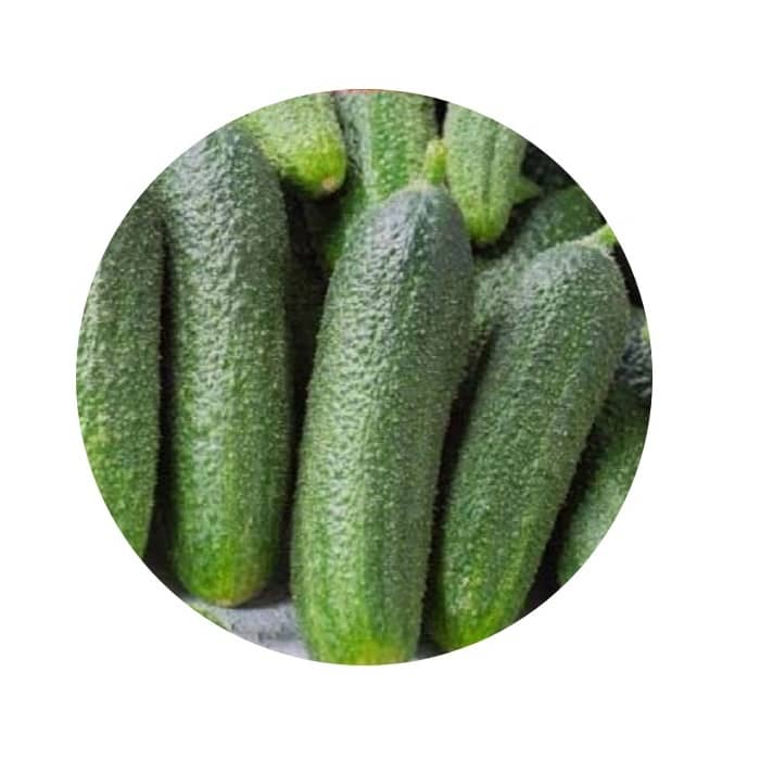 Okurky nakládačky semena (okurky semena) Okurky nakládačky semena (okurky semena)