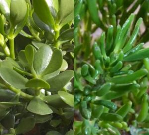 Tlustice pěstování (pěstování tlustice)