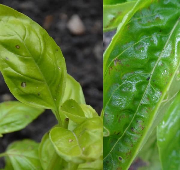 Bazalka pěstování