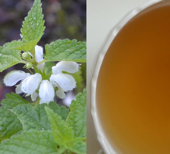 Hluchavka čaj (čaj z hluchavky)