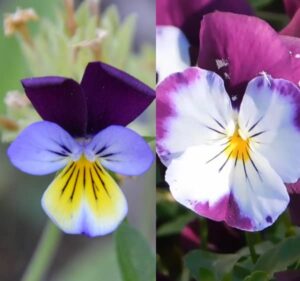 Maceška pěstování (violka pěstování, macešky pěstování)