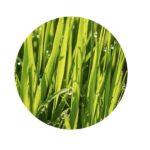 Velikonoční osení