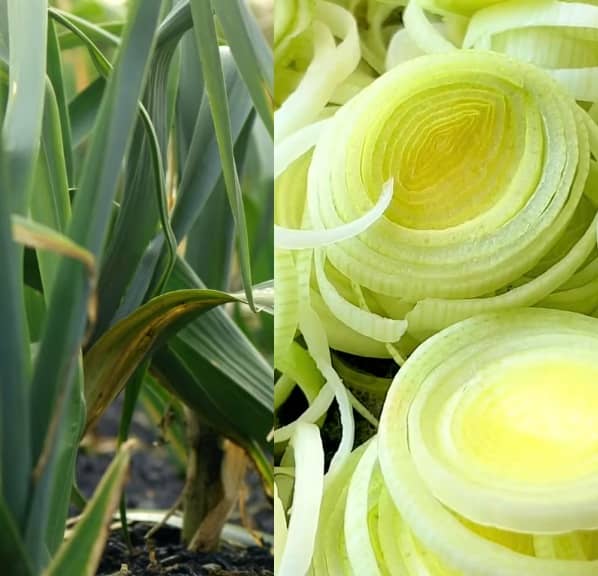 Pórek a zdraví (pórek účinky)