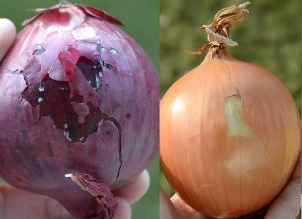 Pěstování cibule (cibule pěstování)