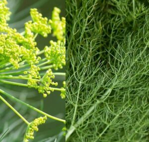 Kopr pěstování (pěstování kopru)