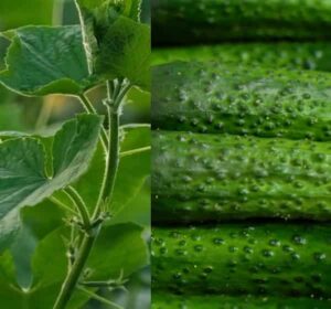 Okurka a zdraví (okurky a zdraví)