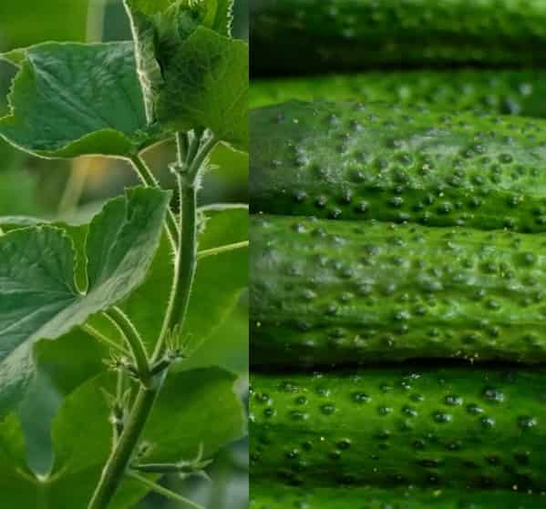 Okurka a zdraví (okurky a zdraví)