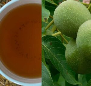 Čaj z ořešáku (čaj z listů ořešáku)