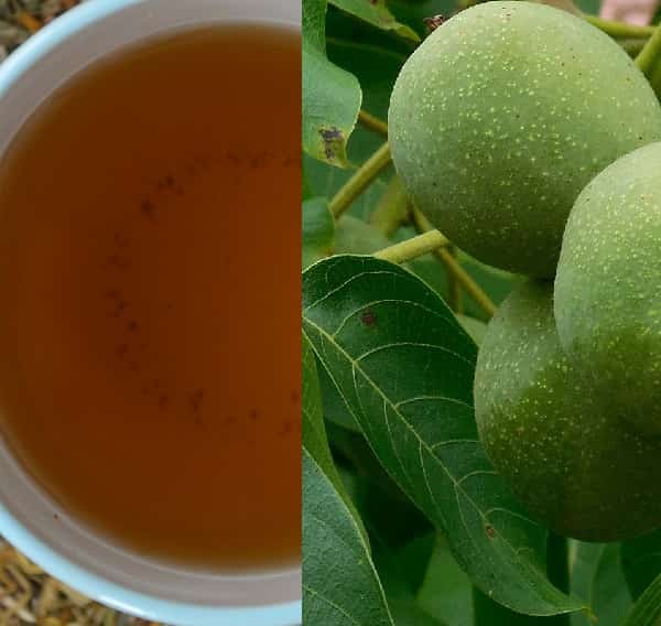 Čaj z ořešáku (čaj z listů ořešáku)