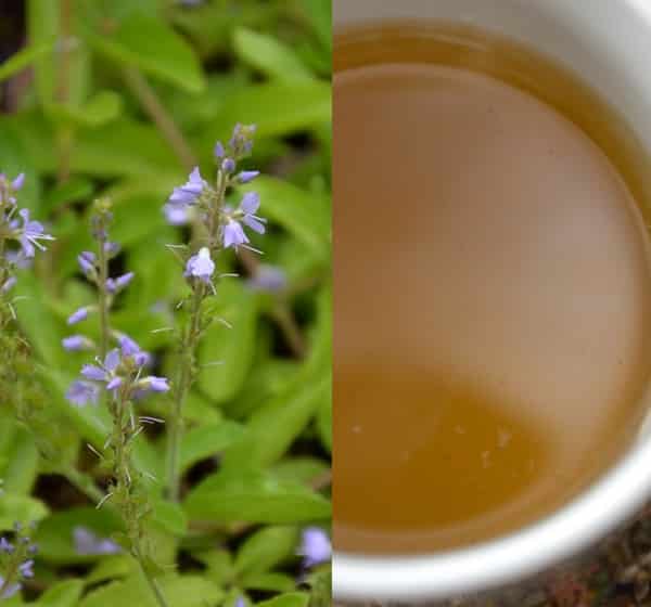 Rozrazil čaj (čaj rozrazil, čaj z rozrazilu)