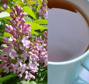 Šeříkový čaj (čaj z šeříku)