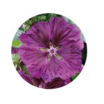 Sléz semena (sléz maurský semena)