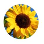 Slunečnice semena (semena slunečnice)