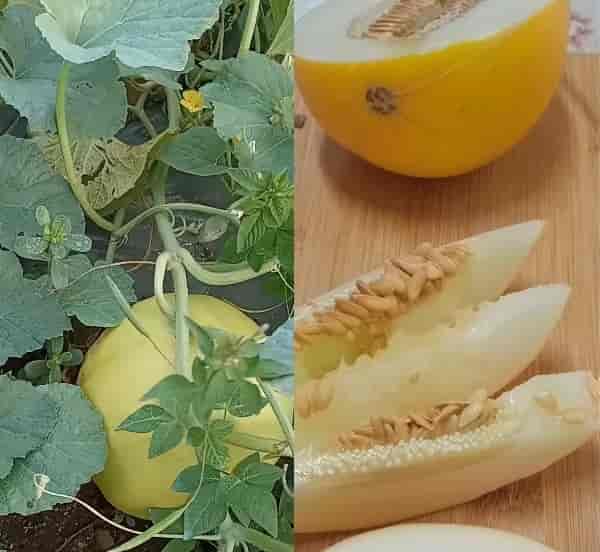 Žlutý meloun a zdraví (žlutý meloun recepty)