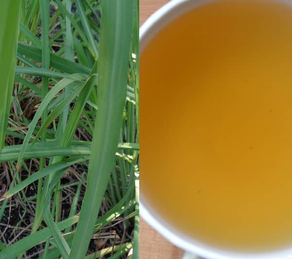 Čaj z citronové trávy (citronová tráva čaj)