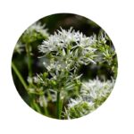 Medvědí česnek semena