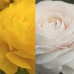 Pryskyřník pěstování