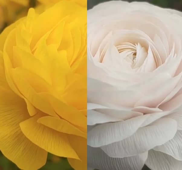 Pryskyřník pěstování (pryskyřník asijský pěstování)