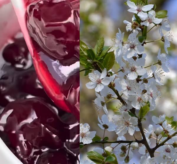 Třešně a zdraví (třešně účinky)